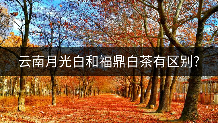 云南月光白和福鼎白茶有區(qū)別?