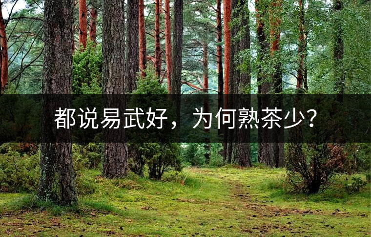 都說易武好，為何熟茶少？