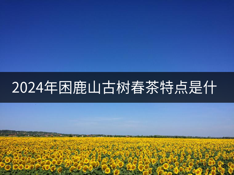 2024年困鹿山古樹春茶特點(diǎn)是什么？