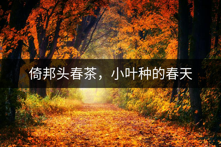 倚邦頭春茶，小葉種的春天