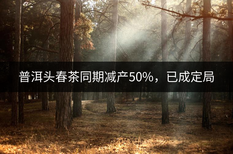 普洱頭春茶同期減產(chǎn)50%，已成定局