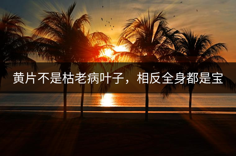 黃片不是枯老病葉子，相反全身都是寶