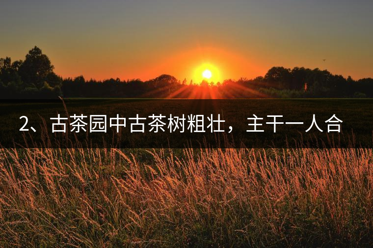 2、古茶園中古茶樹粗壯，主干一人合圍吃力，枝杈壯碩