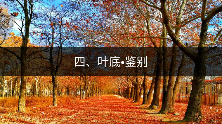 四、葉底?鑒別