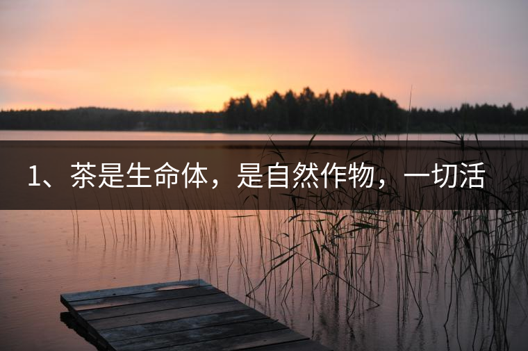 1、茶是生命體，是自然作物，一切活動(dòng)受自然規(guī)律影響。