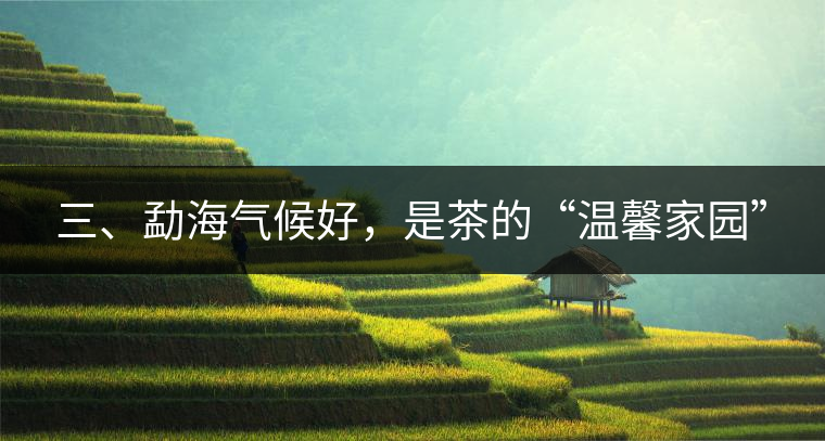 三、勐海氣候好，是茶的“溫馨家園”
