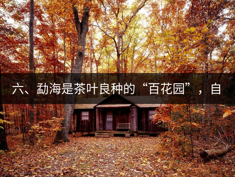 六、勐海是茶葉良種的“百花園”，自稱“第一縣”不足奇