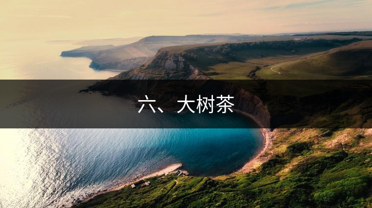 六、大樹茶