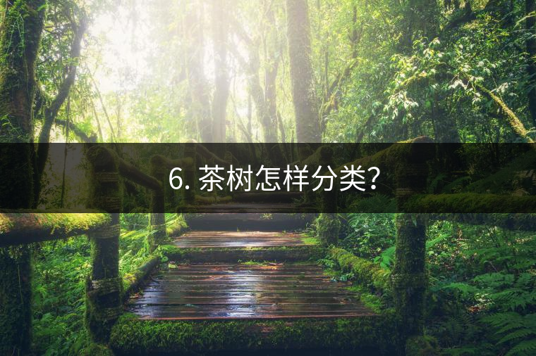 ? 6. 茶樹怎樣分類？