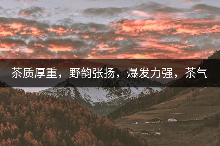 茶質(zhì)厚重，野韻張揚(yáng)，爆發(fā)力強(qiáng)，茶氣十足