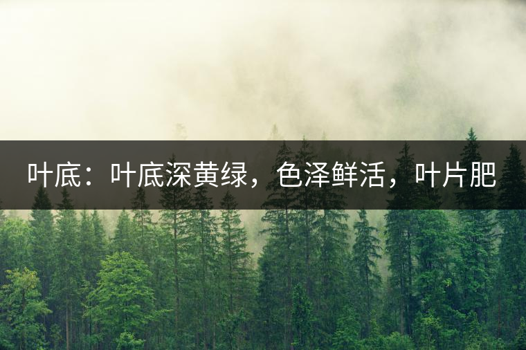 葉底：葉底深黃綠，色澤鮮活，葉片肥厚，梗莖肥壯，而且非常柔韌。