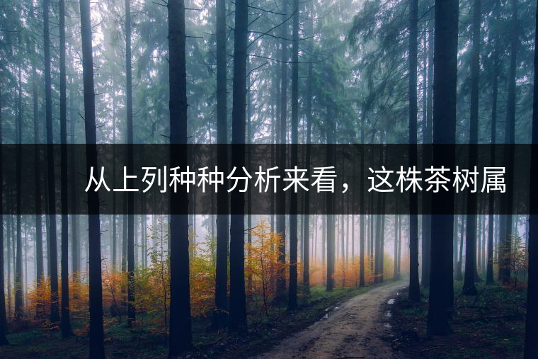 　　從上列種種分析來看，這株茶樹屬野生類型應(yīng)無疑問。