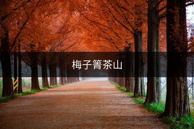 梅子箐茶山 梅子箐茶山