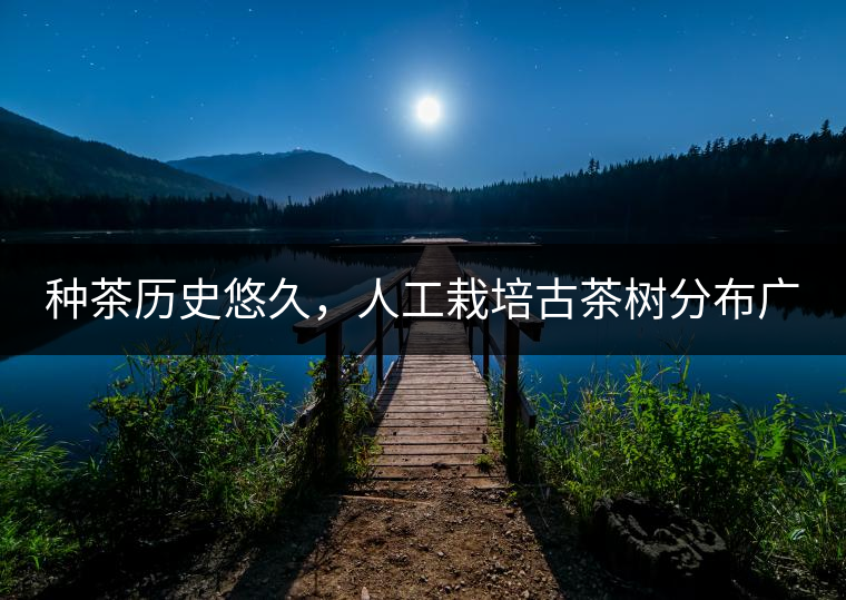 種茶歷史悠久，人工栽培古茶樹分布廣