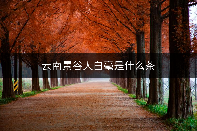 云南景谷大白毫是什么茶 云南景谷大白毫是什么茶
