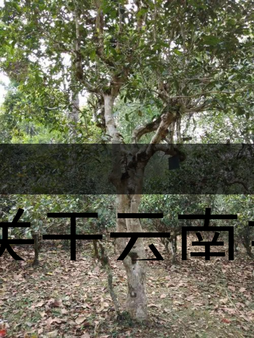 有關(guān)于云南主要茶產(chǎn)區(qū)（臨滄市）的介紹！