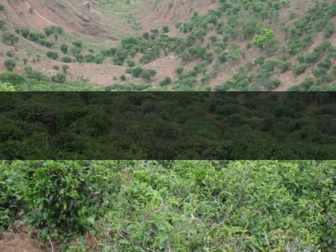 云南省景東縣茶業(yè)概況簡(jiǎn)述（第二章）