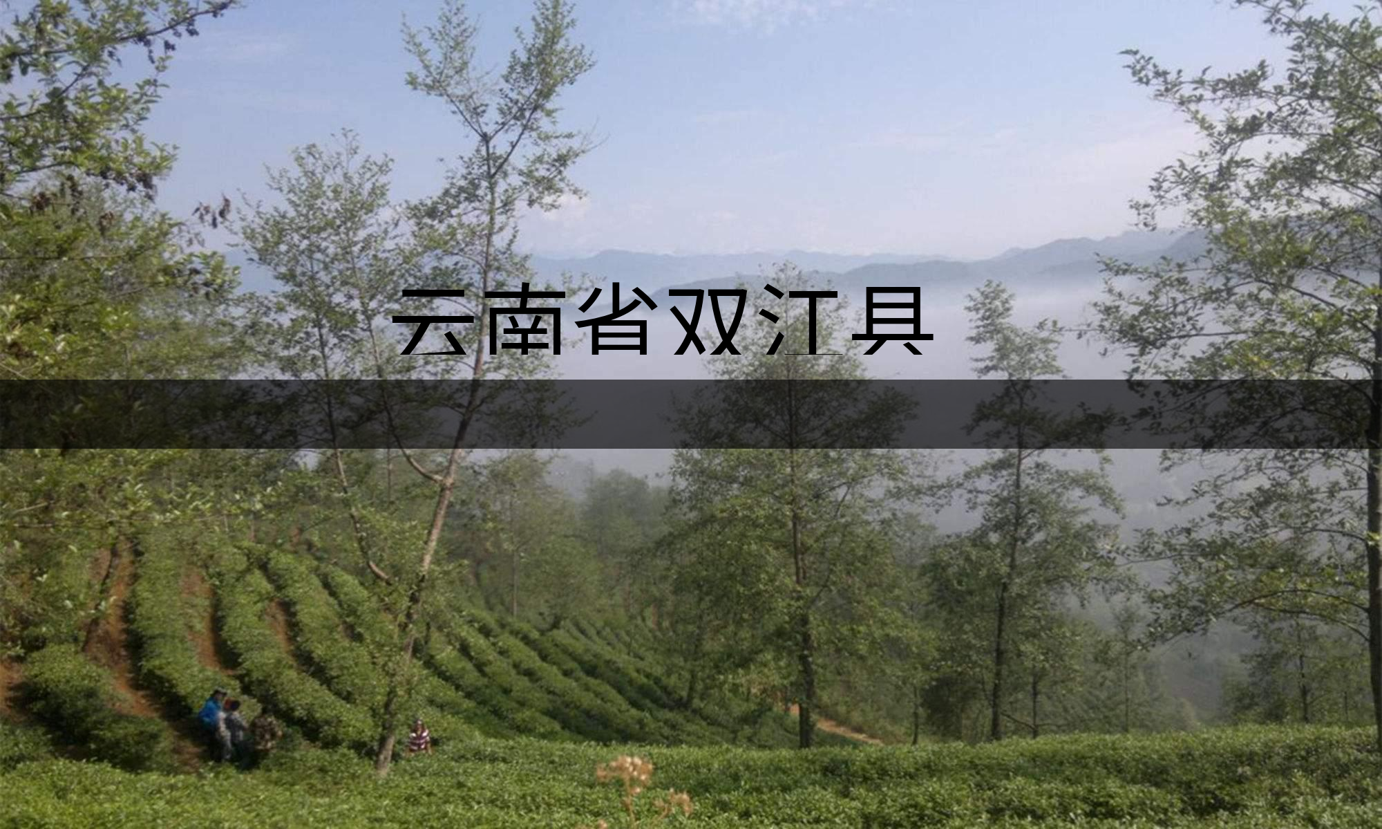 云南省雙江縣茶業(yè)概況簡述