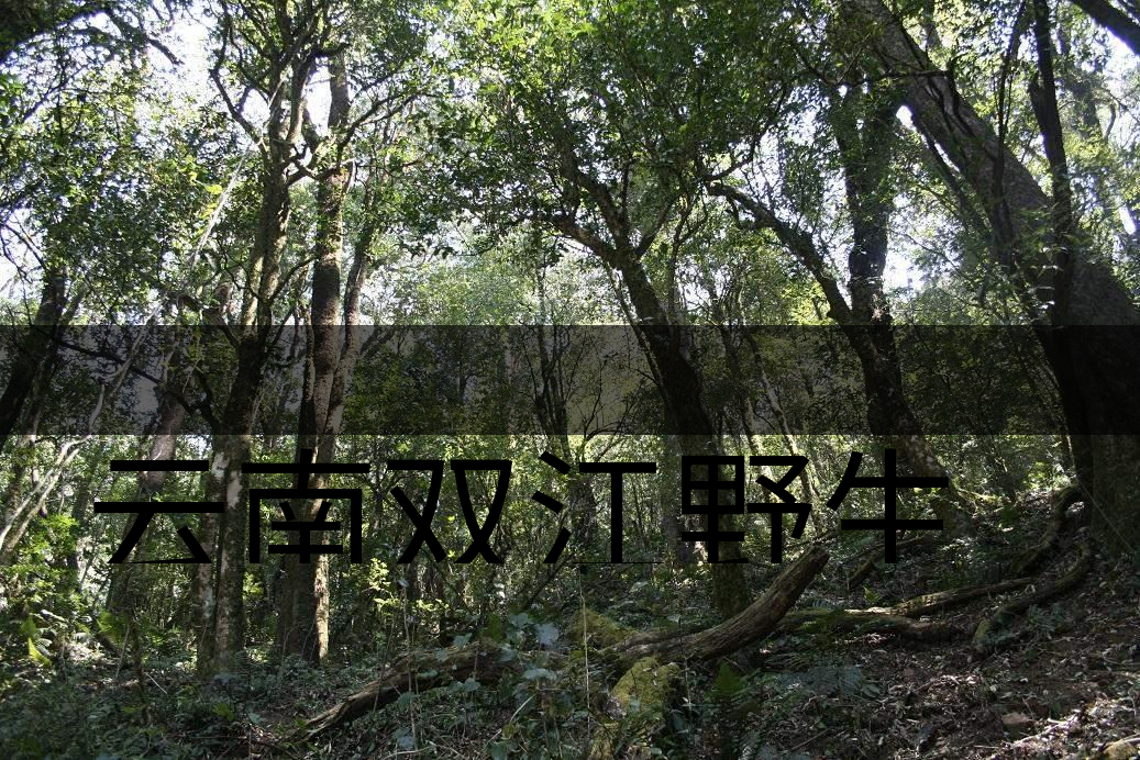 云南雙江野生古茶樹群落介紹 云南雙江野生古茶樹群落介紹