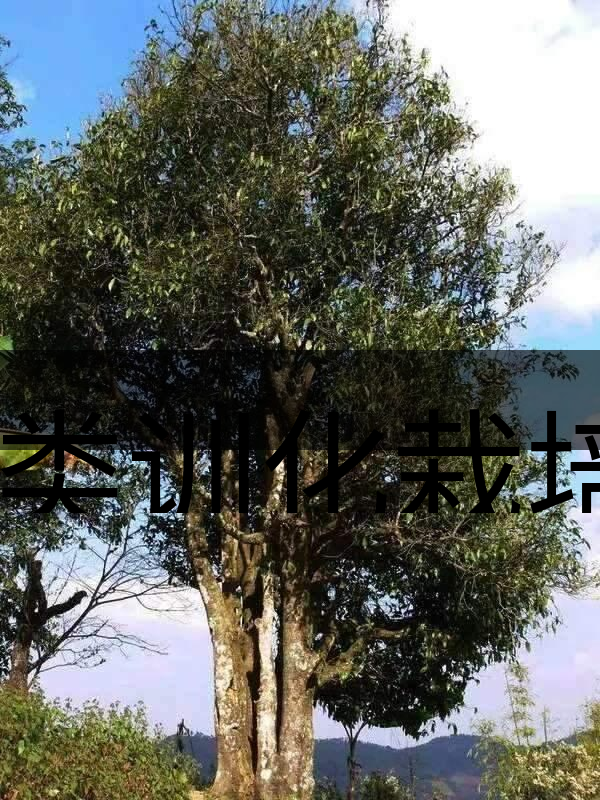 人類訓(xùn)化栽培野生茶樹(shù)活標(biāo)本介紹