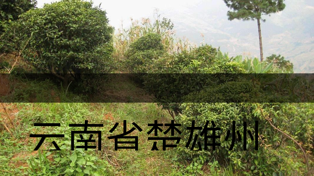 云南省楚雄州雙柏縣茶業(yè)概況簡述(下篇) 云南省楚雄州雙柏縣茶業(yè)概況簡述(下篇)