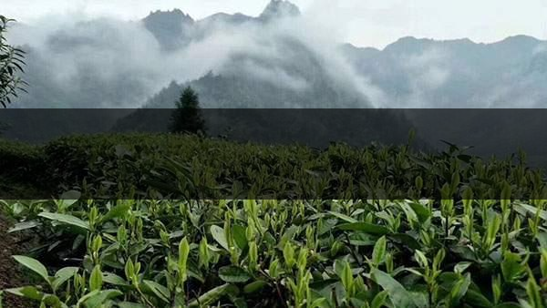 茶葉的甜爽和甘爽各是什么感覺？