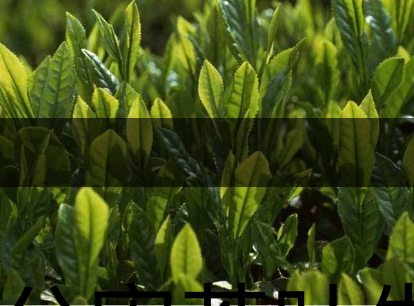 無(wú)公害茶葉生產(chǎn)規(guī)范的條件有哪些？（上篇）