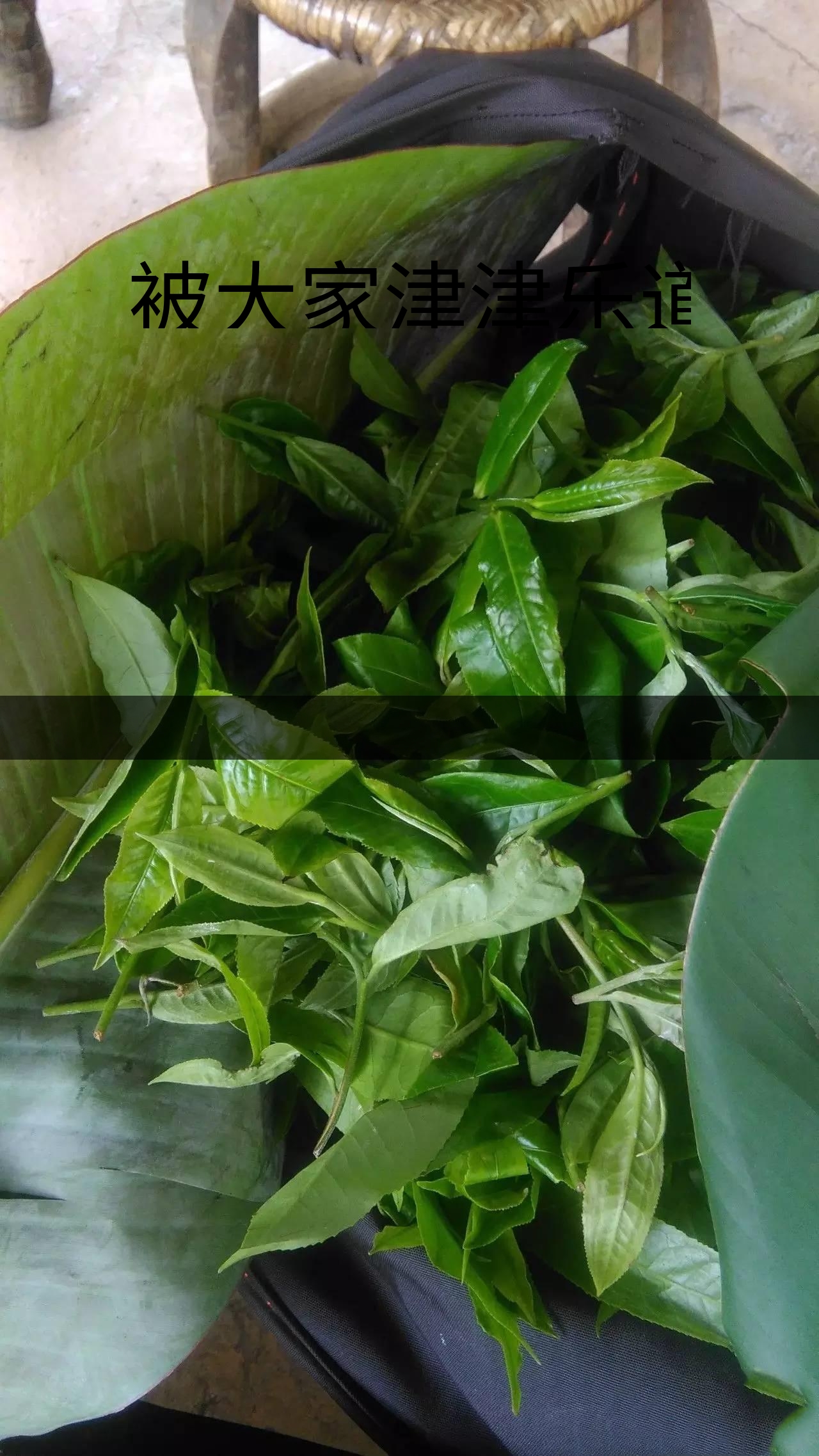 被大家津津樂道的森林茶，你知道是什么？-1-1