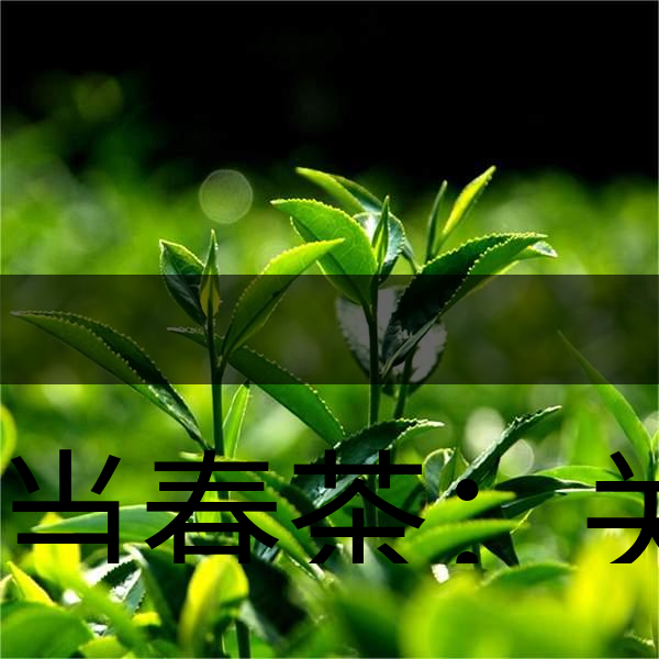 正當春茶：關于這些茶知識你知道嗎？-1
