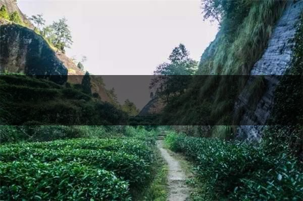 喝武夷山巖茶的香，什么是工藝香？-4