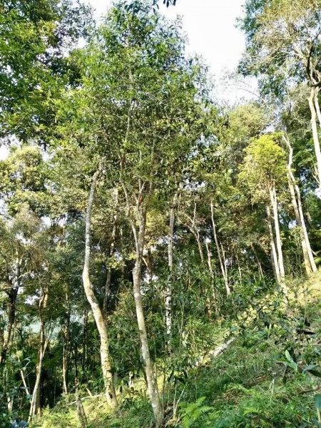 你喝不出來(lái)的“高桿古樹(shù)”或許就是一個(gè)偽概念、偽命題