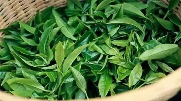 2021年曼秀古樹茶，易武的超級黑馬