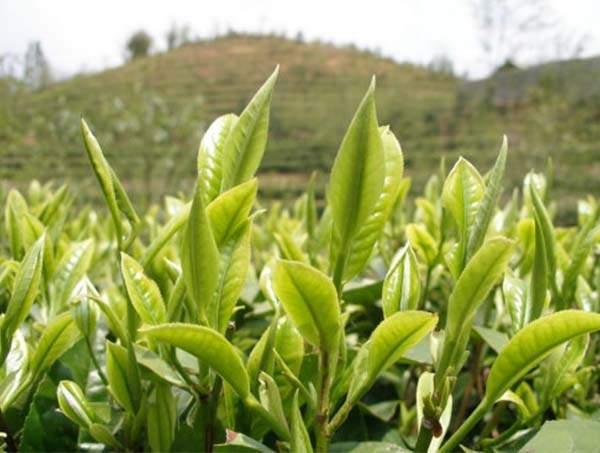 春茶到底好在哪里？