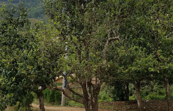 2021年冰島老寨秋茶口感特點(diǎn)？