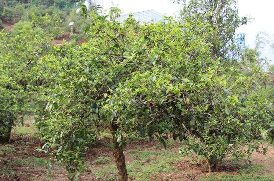 2021年冰島古樹(shù)秋茶價(jià)格，歷史價(jià)格