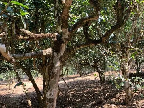 2021年磨烈古樹(shù)秋茶口感有什么特點(diǎn)？