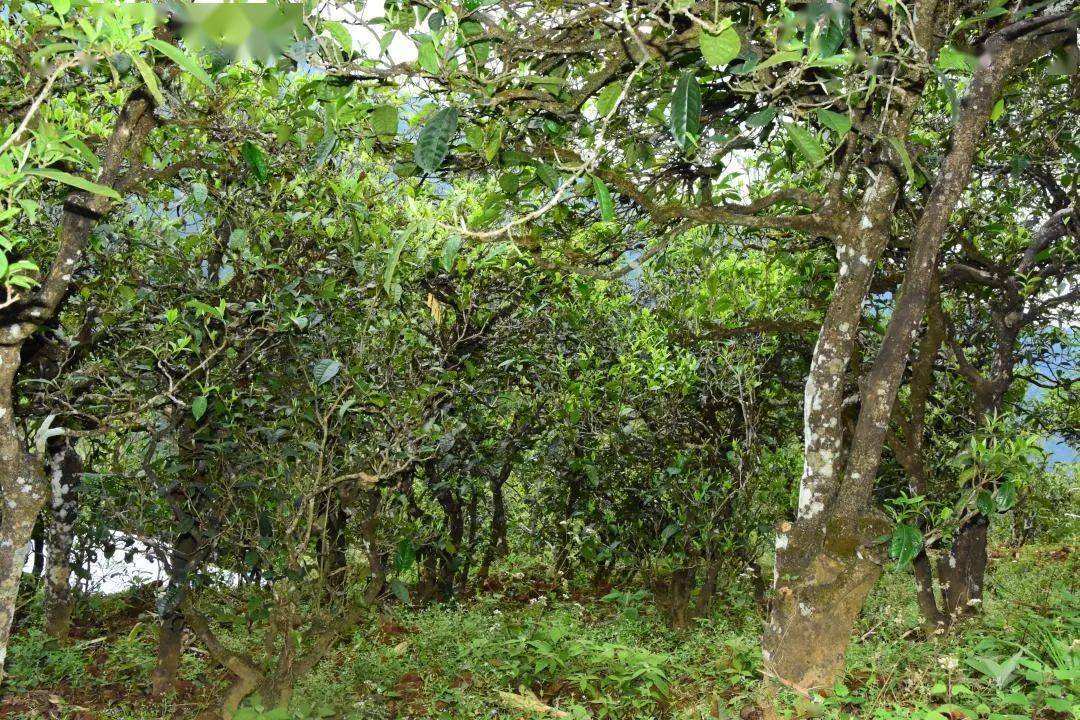 2021年磨烈古樹(shù)秋茶會(huì)是趕超冰島的存在嗎？