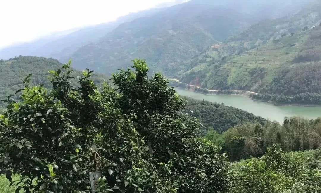 2021年單論茶氣，冰島也不如它-磨烈古樹(shù)秋