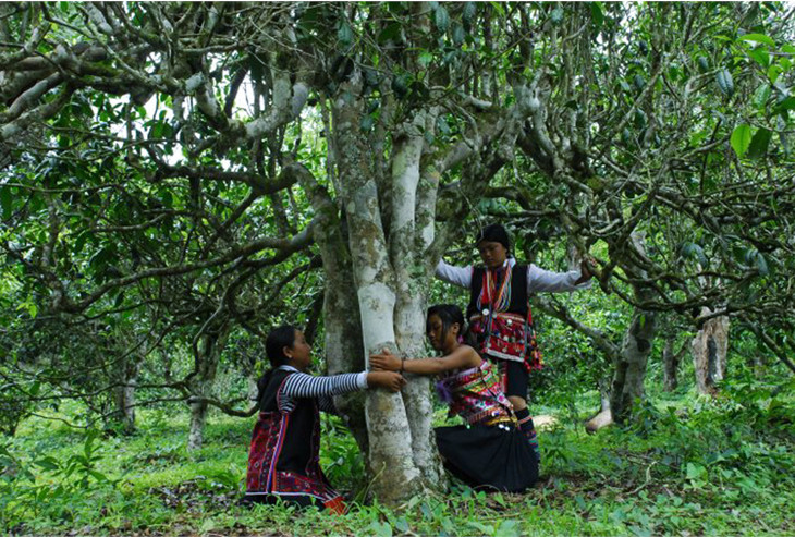 2021年大戶賽古樹(shù)秋茶品鑒！