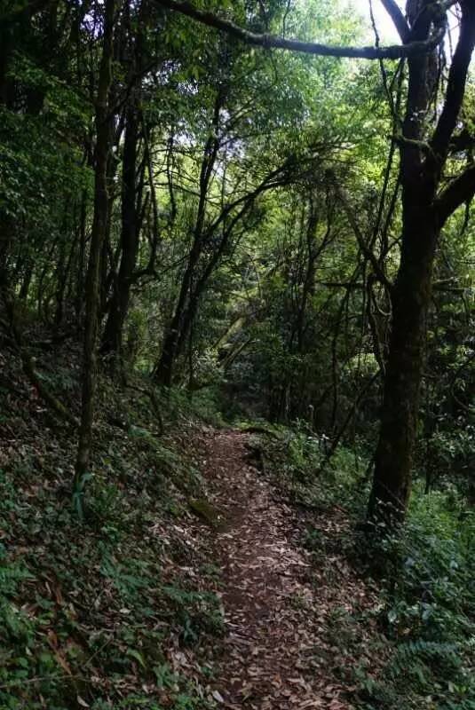 2021年大戶賽古樹(shù)秋茶價(jià)格是多少？