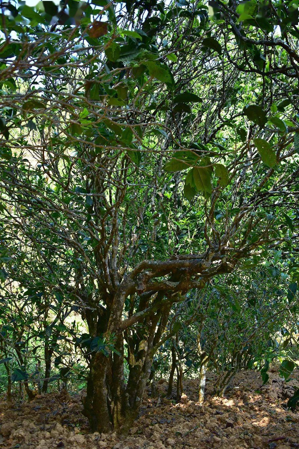 2021年正氣塘古樹秋茶口感是什么？