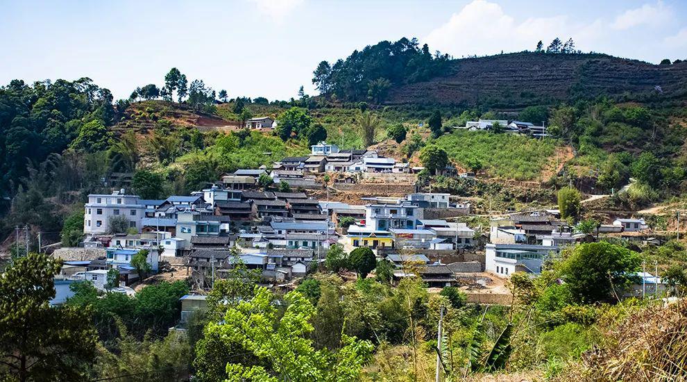 2021年正氣塘古樹秋茶為何號稱小冰島？