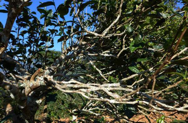 2021年正氣塘古樹秋茶花蜜香氣盈盈，冰糖甜韻深邃！