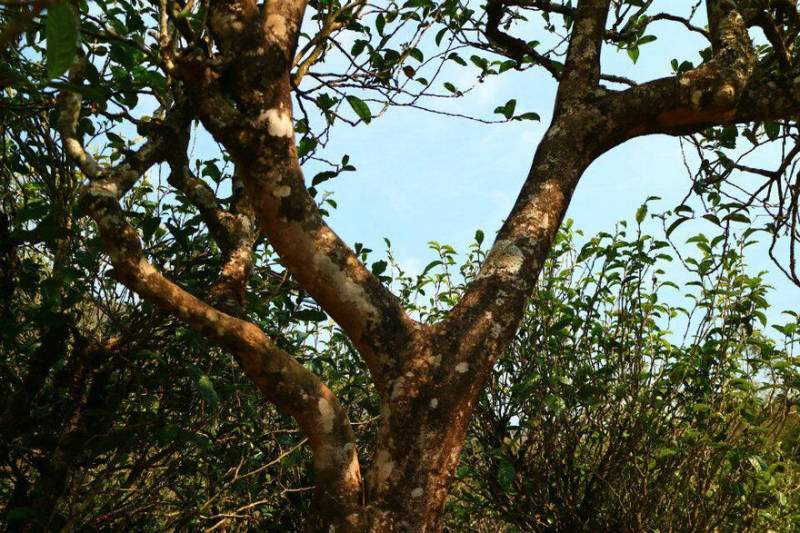 2021年冰島南迫古樹秋茶口感？