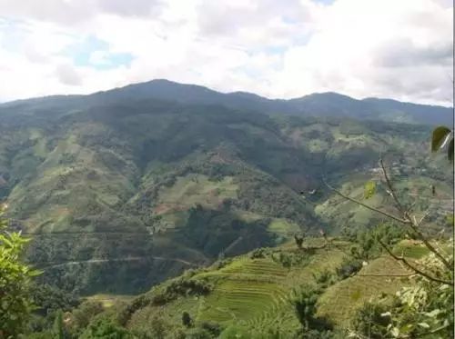 2021年冰島南迫古樹(shù)秋茶價(jià)格是多少？