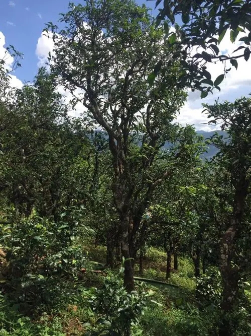 2021年冰島地界古樹秋茶特點？