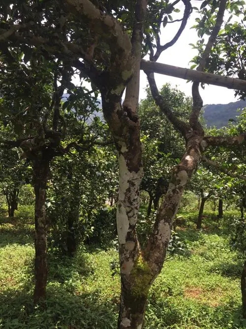 2021年冰島地界古樹秋茶口感？