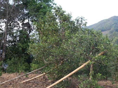 2021年冰島壩歪古樹秋茶茶園詳解！