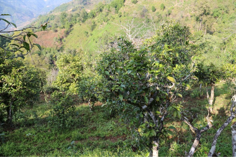 2021年冰島壩歪古樹秋茶，飲盡蘭花香，舒心又暢懷