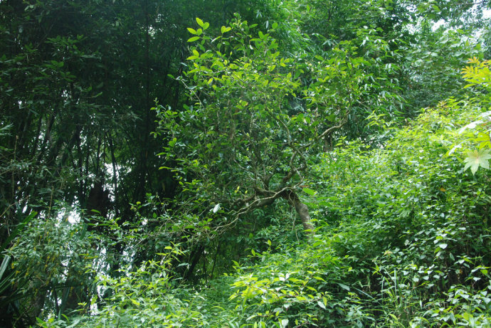 2021年冰島糯伍古樹秋茶| 甜出新高度，融在心底間~